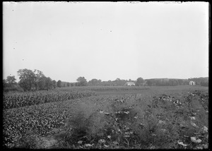 Field view from Alcott's looking south