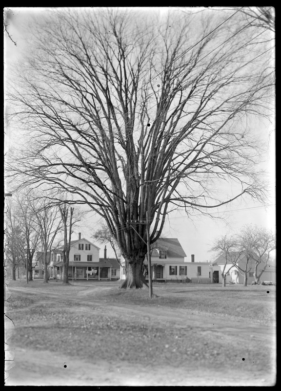Great elm West from Main St. Harp Agawam