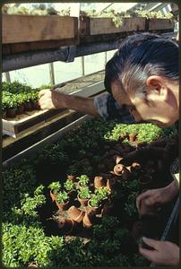 City of Boston Park Dept. Greenhouses at Franklin Park