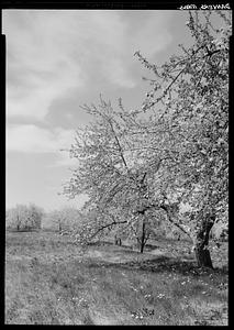 Danvers, nature scene