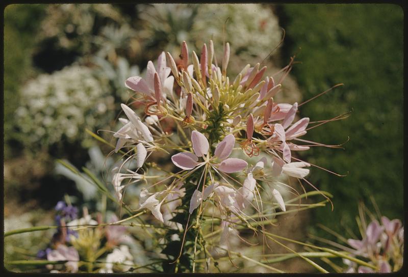 Spider flower