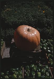 Pumpkin and green peppers