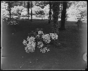 Rhododendron indica var.