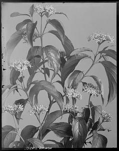 Cornus amomum, flower