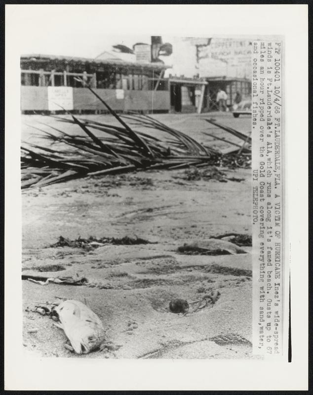 Ft. Lauderdale, Fla. A victim of Hurricane Inez's wide-spread winds is Ft. Lauderdale's A1A, which runs along it's famed beach. Gusts up to 67 miles an hour ripped over the Gold Coast covering everything with sand, water, and occasional fishes.