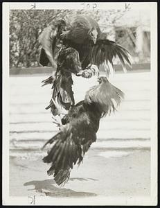 The Fighting Cocks are shown in full flight as they clash head on during a workout. Note the top bird, his spurs covered with leather, attempting to claw the head of his opponent.