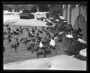 Franklin Park - ducks, geese, etc.