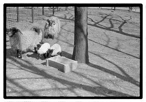 Sheep, Franklin Park Zoo