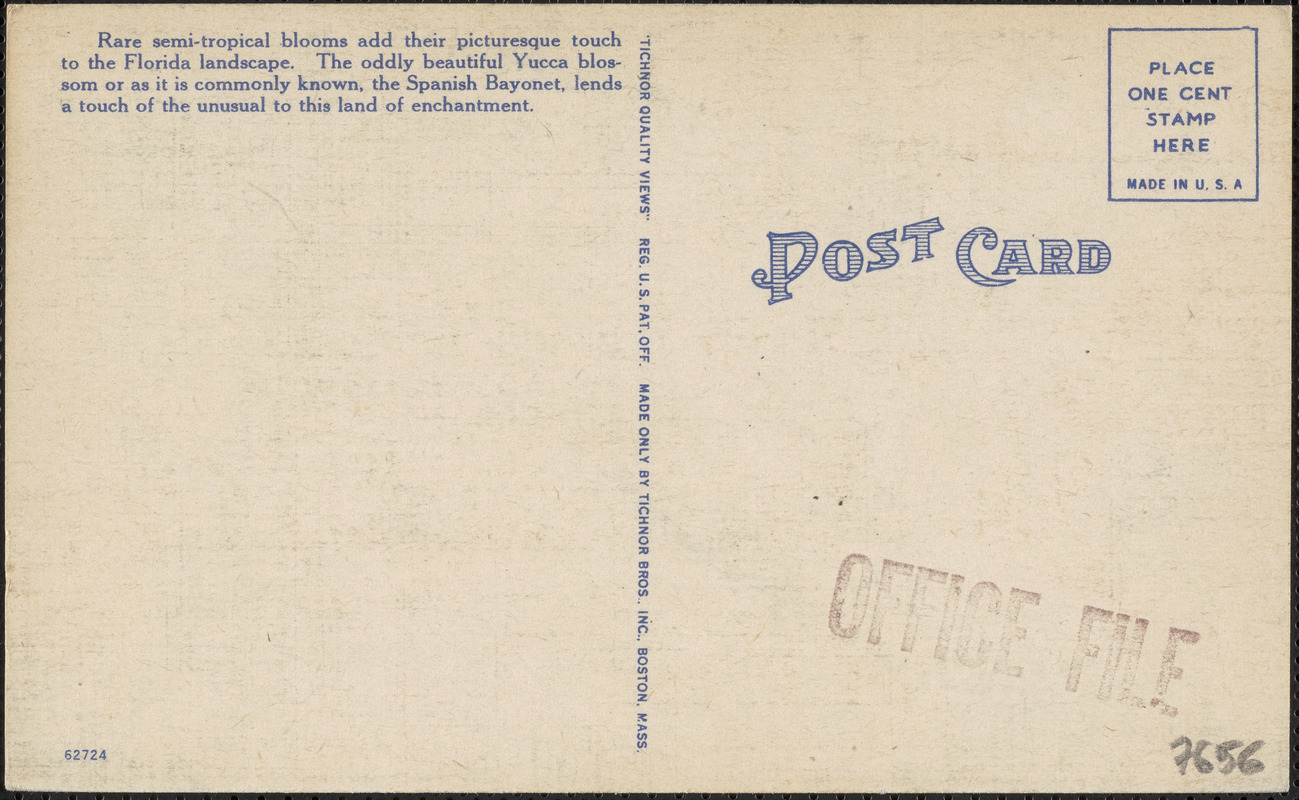 Yucca blossoms, or Spanish Bayonette