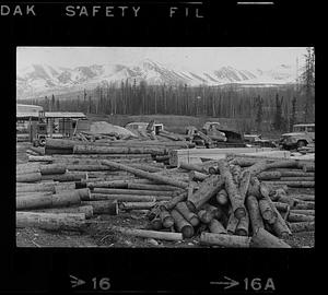 Piles of cut logs, Alaska