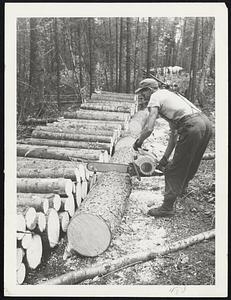 Cutting Log into 4' Lengths - Sourdnahunk Operation. The Beginning of newsprint-making operations of Great Northern Paper Company is seen here -- man with a chainsaw, cuts logs at Sourdnahunk, Me.