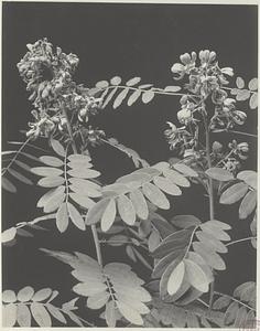 232. Cassia marilandica, wild senna