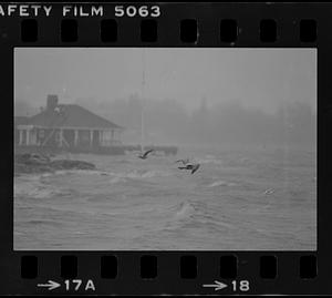 Gulls in storm at American Yacht Club
