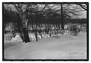 Snow pictures - Fenway