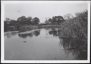 Lake, Boston