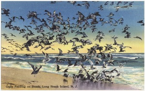 Gulls Feeding on Beach, Long Beach Island, N. J.