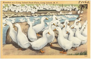 Breeders at a Long Island duck farm, Long Island, N. Y.