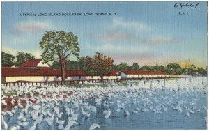 A typical Long Island duck farm, Long Island, N. Y.