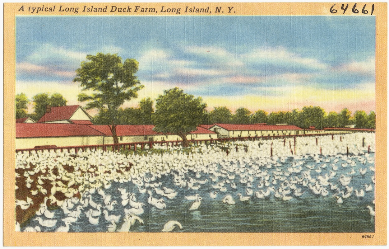 A typical Long Island duck farm, Long Island, N. Y.