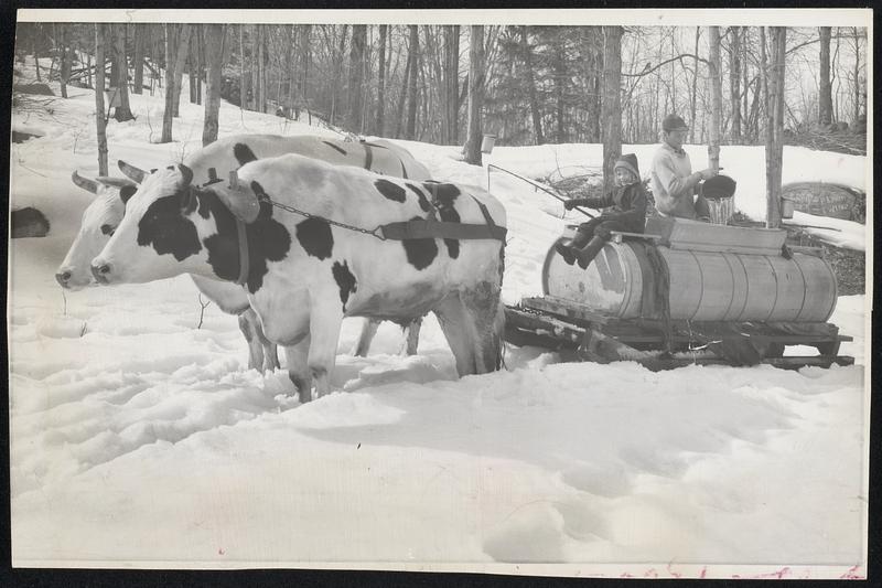 Maple Sugar Time - Five-year-old Esther Snow, shown guiding a pair of powerful oxen through the deep snow in the Berkshire foothills near Williamsburg, is one of the youngest engaged in the annual harvest. With the lid off prices city folk are reported paying up to $8.00 a gallon for the first "run" of the maple crop this season.