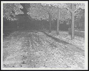 Carpet of Leaves on Dorset road, in the Waban section of Newton, left form the late afternoon hailstorm which ripped leaves from the trees like the blowing of a fall gale.