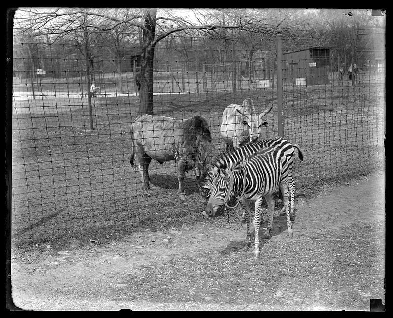 Zebras and sacred cows at Franklin Park Zoo
