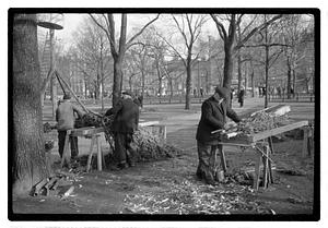 Setting up Christmas tree, Boston Common