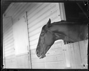 Race horse in stall