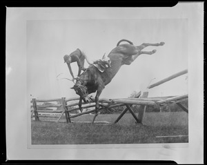 Spill (horse), Burton Crawford going for a spill on Mrs. J. Clother's "Gay Boy" at Rose Tree Hunt Club, Media, PA