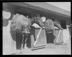 Horses in stall