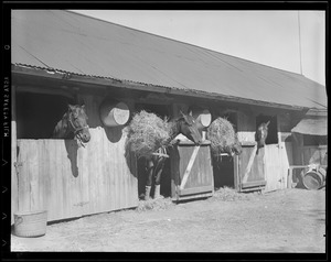 Horses in stall
