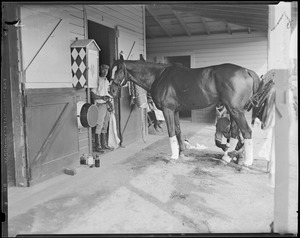 Horseracing: thoroughbred being groomed