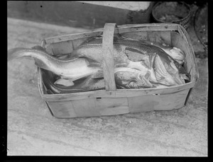 Leslie Jones on fishing trips aboard the SS Lois H. Corkum