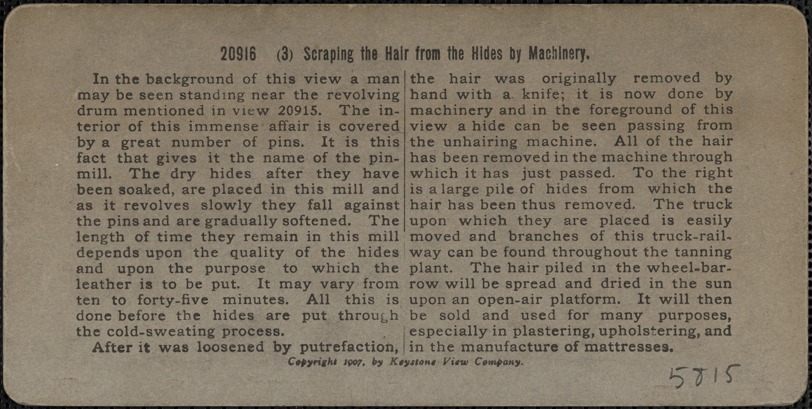 Scraping the hair from the hides by machinery.