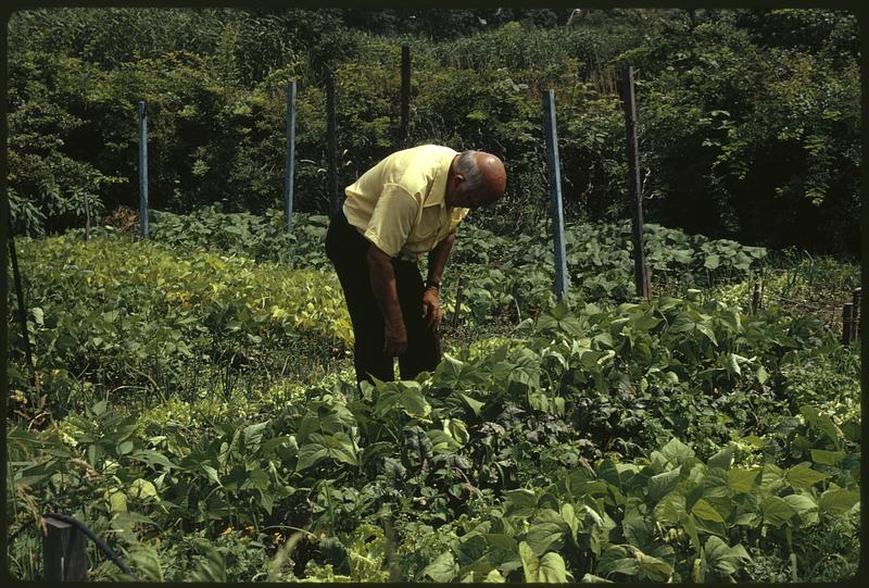 Personal gardens in Fenway