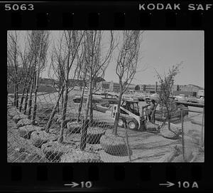 Rows of unplanted trees