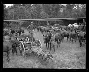 Horses being taken care of by soldiers