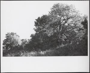 Forest, Boston