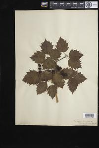 Crataegus coccinea