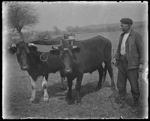 Pair of oxen with man
