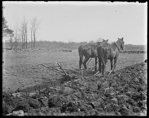 Horses & plow in field. "Oliver" plow, side-hill plow (lever)