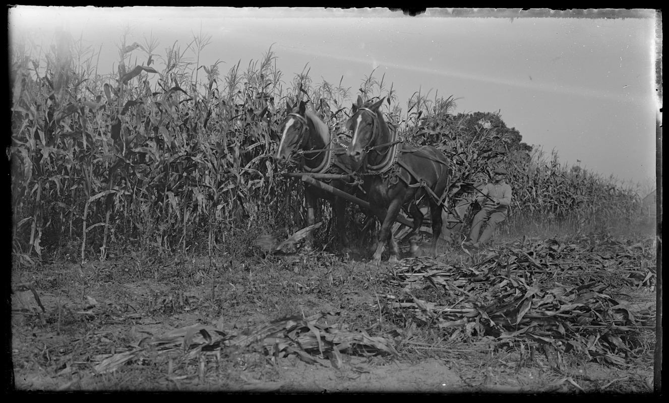 Corn binder, 2 horses pulling