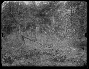 Trees falling down in woods