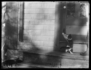 Cat scratching at doorway