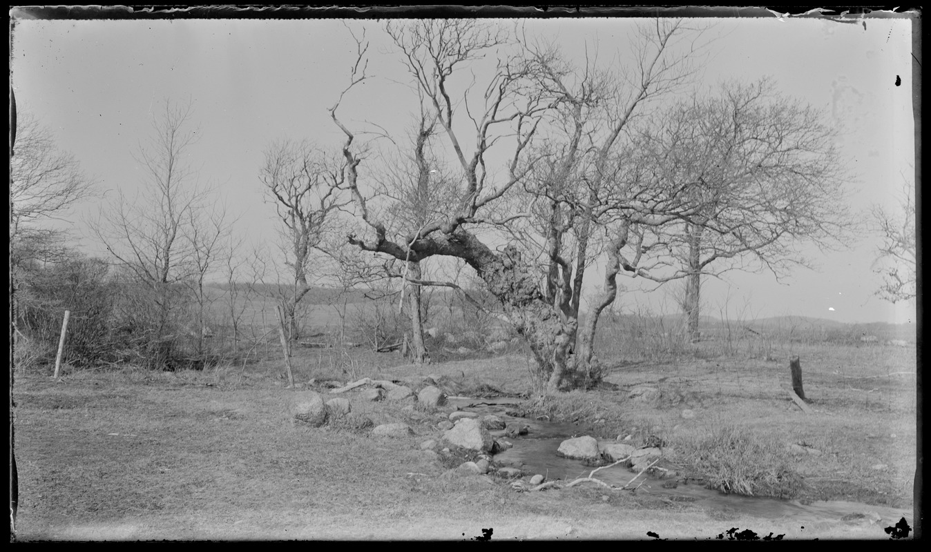 Trees & rocks