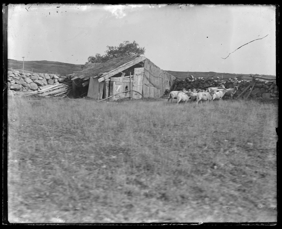 Sheep - tumble down sheep shed