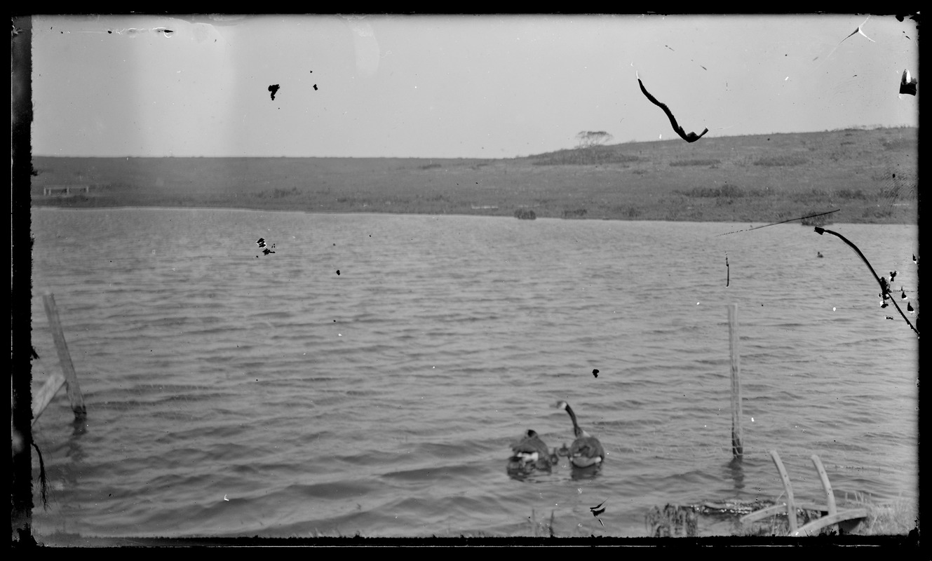 Water & land, 2 geese