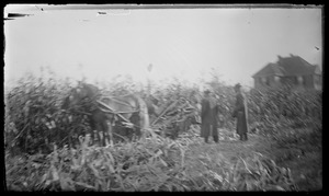 Cornfield - house in background