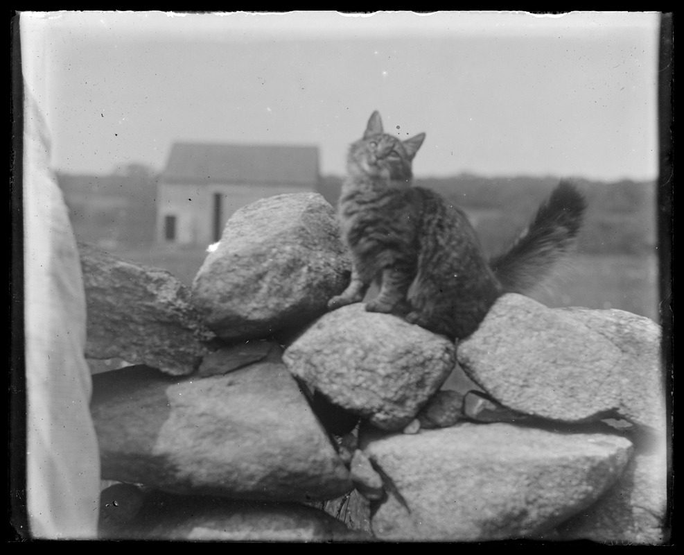 Pussy cat on stone wall. Barn in distance