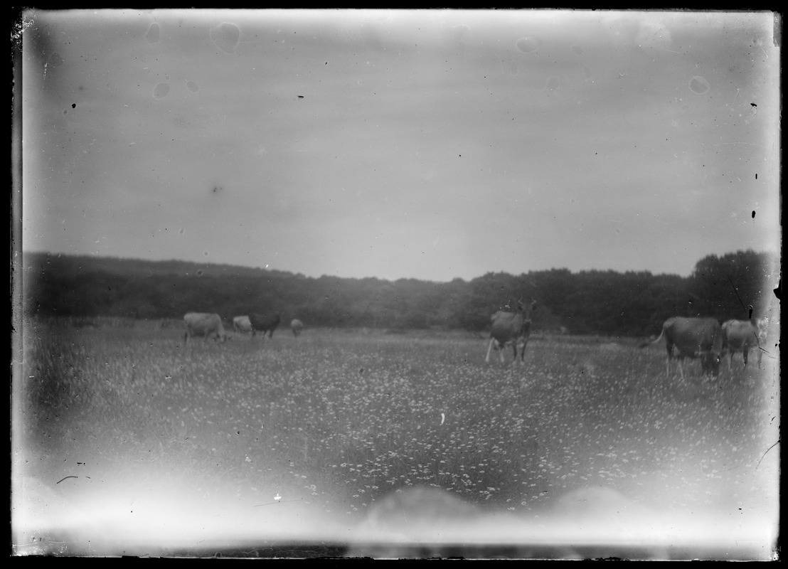 Cows in a field